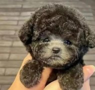 泰迪幼犬出售纯种宠物狗家养小型犬幼崽泰迪熊贵宾犬